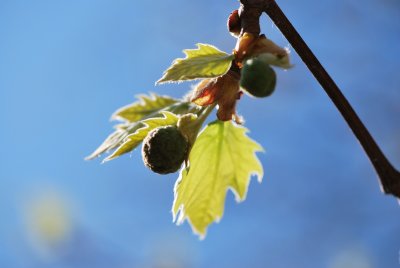 Platanus x hispanica - platan javorolistý - vývoj listu a plodu